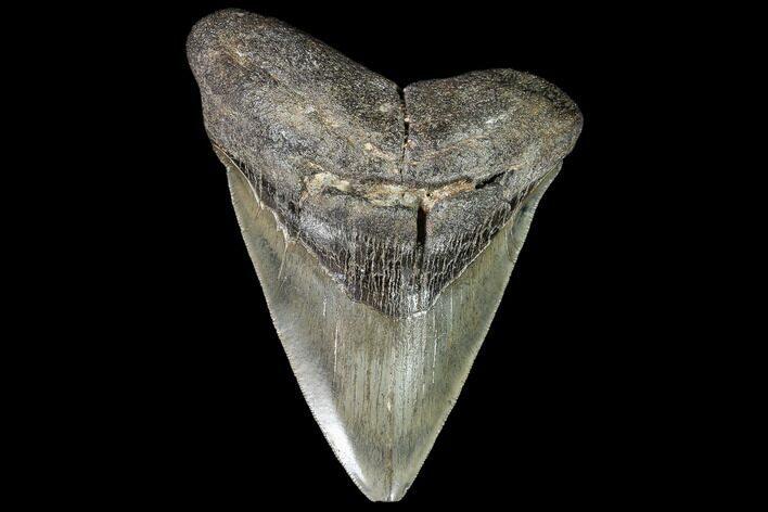 Large, Fossil Megalodon Tooth - Serrated Blade #108878